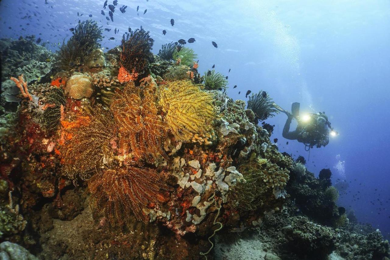 La Tortue Diving Resort Dauin Zewnętrze zdjęcie